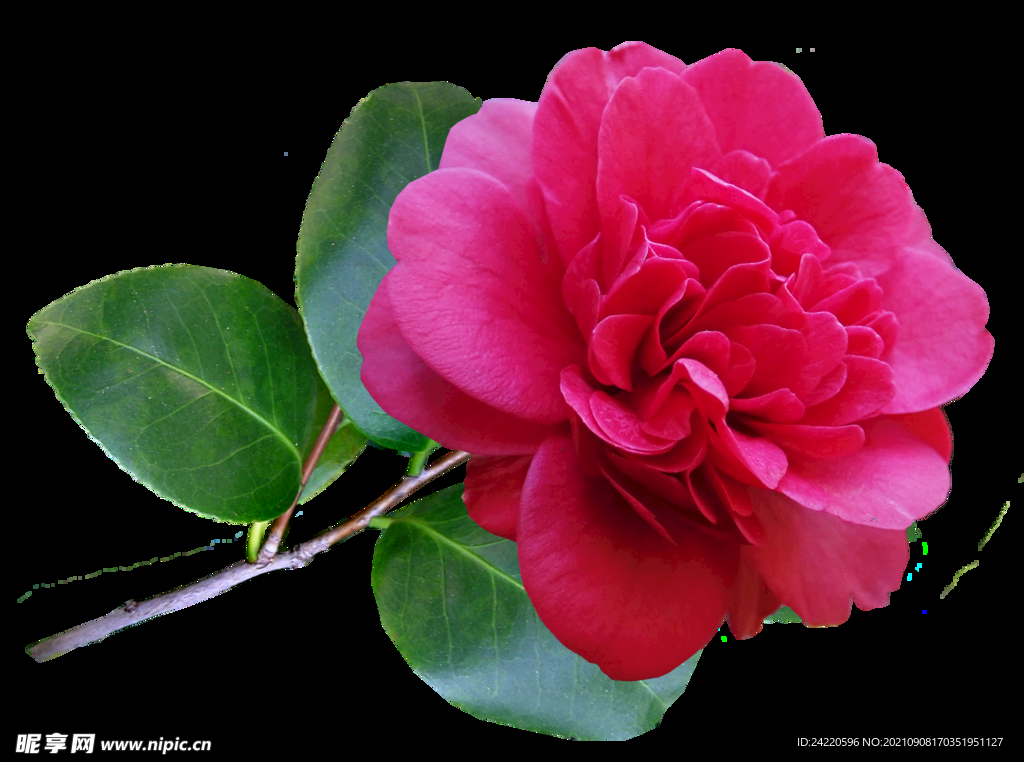 玫瑰花