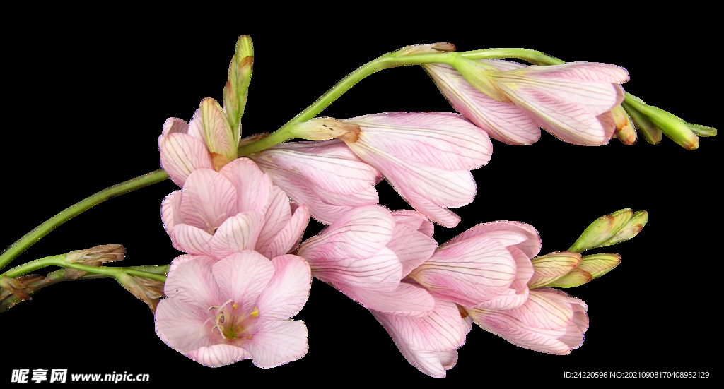 鲜花