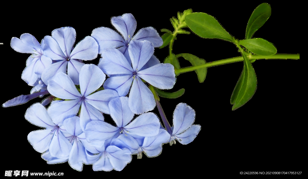 鲜花