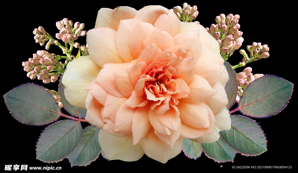 玫瑰花