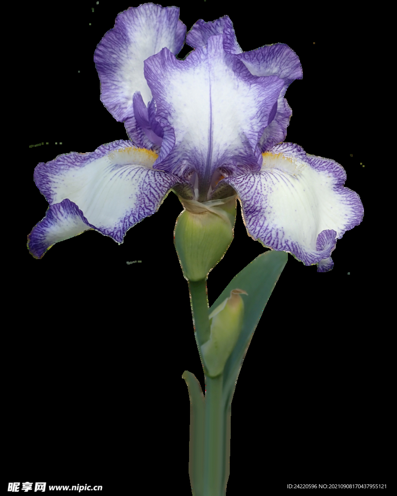 鲜花