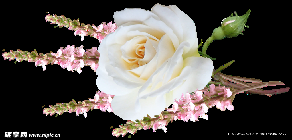 玫瑰花