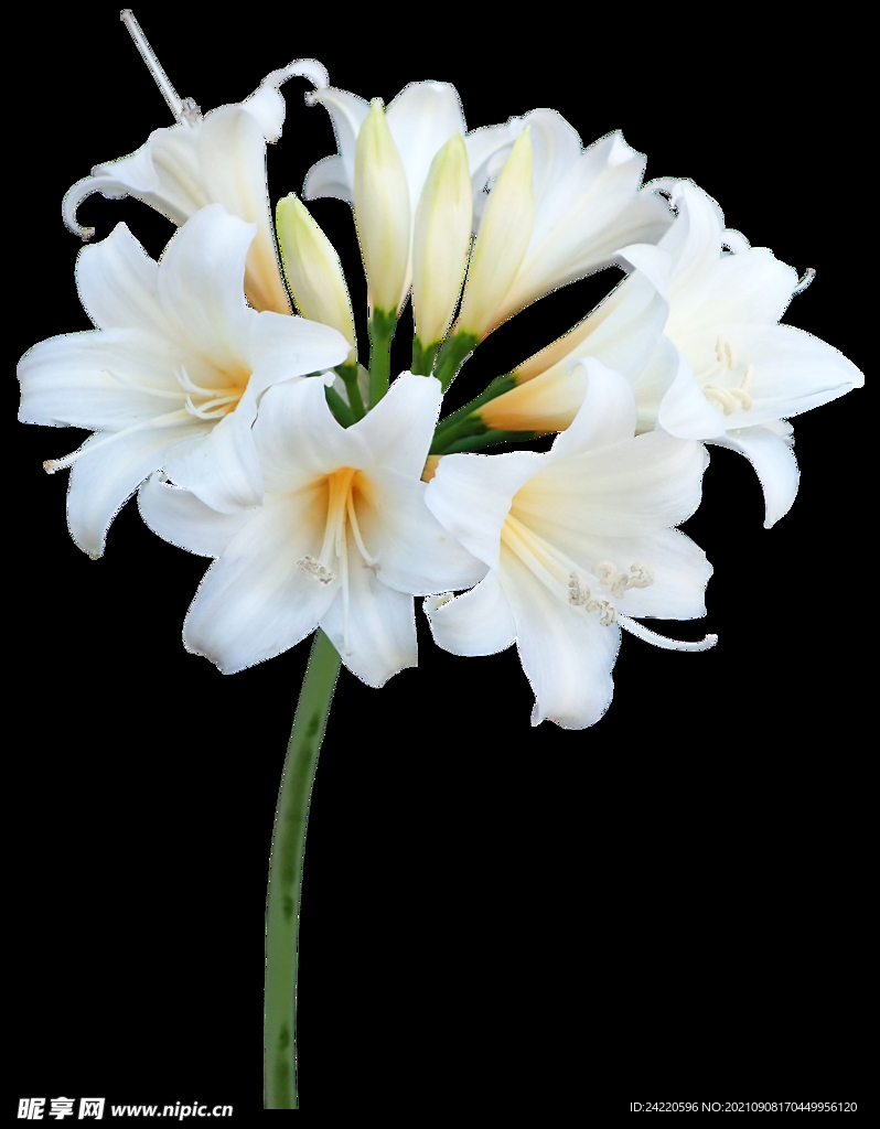 鲜花