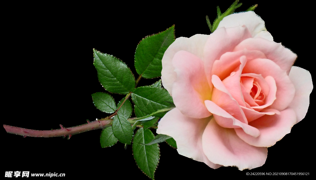 玫瑰花