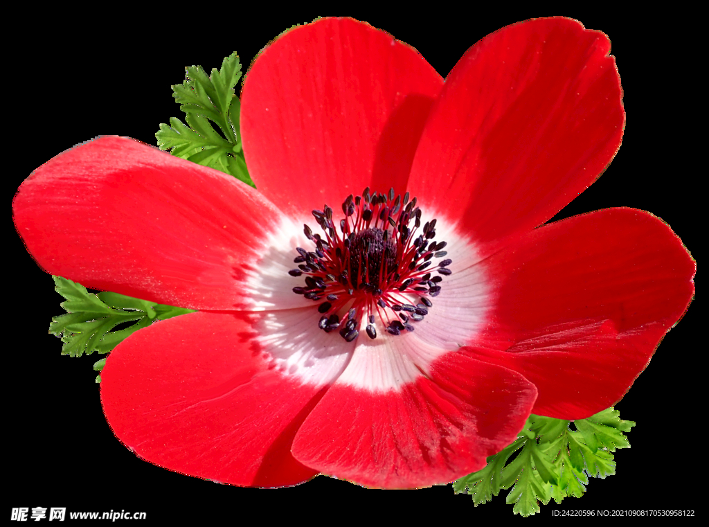 鲜花