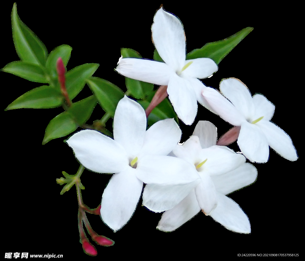 鲜花