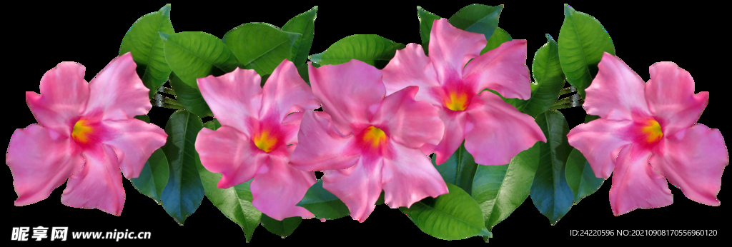 鲜花