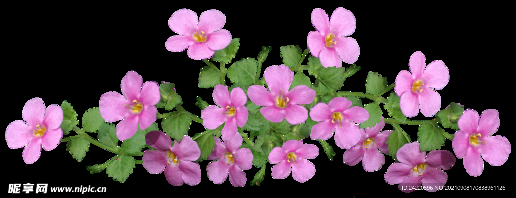 鲜花