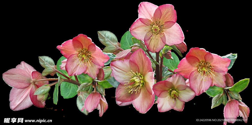 鲜花
