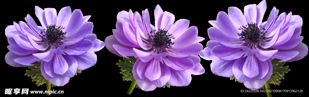 鲜花