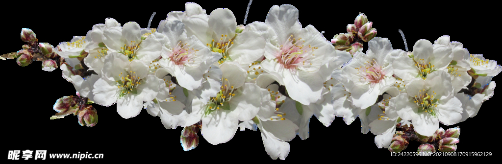 鲜花
