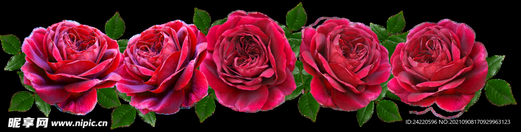玫瑰花