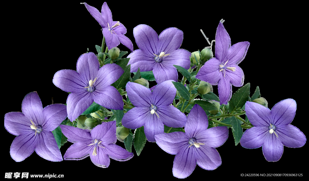 鲜花