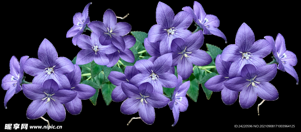 鲜花