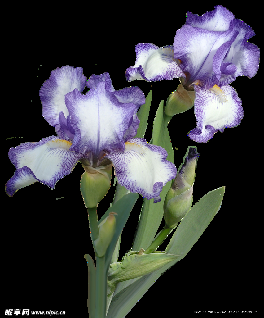 鲜花