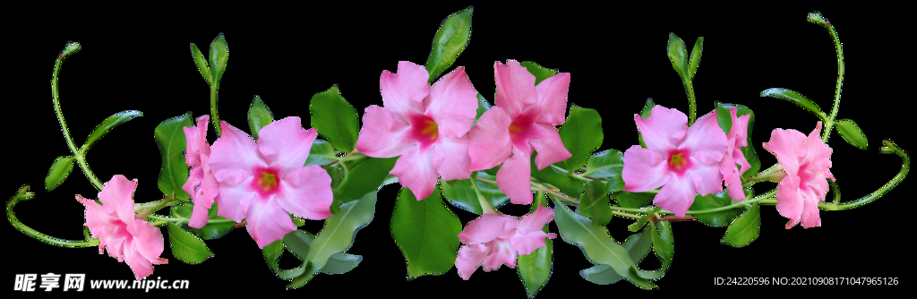 鲜花