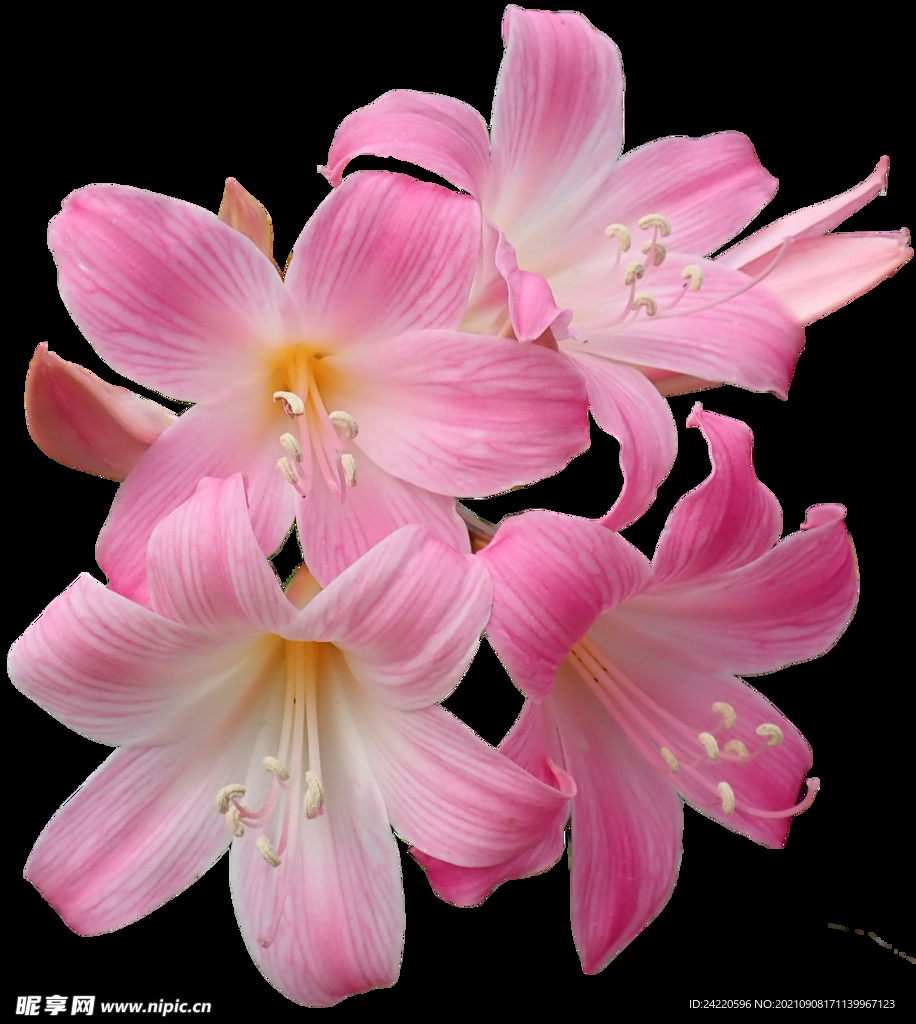 鲜花