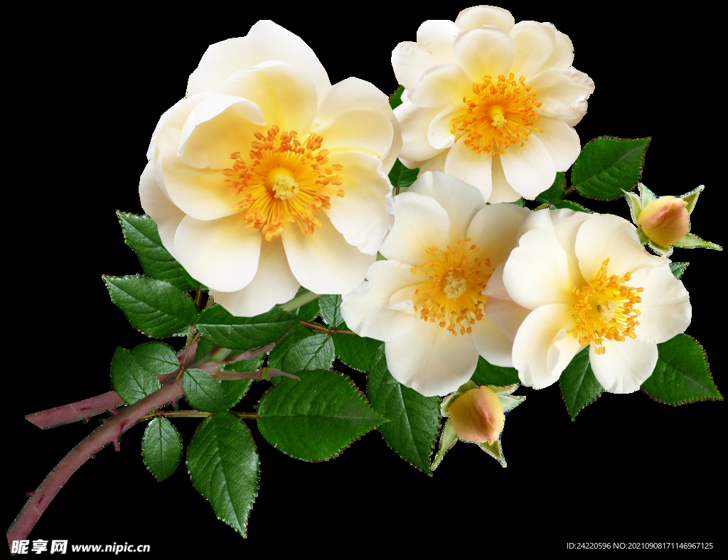 鲜花