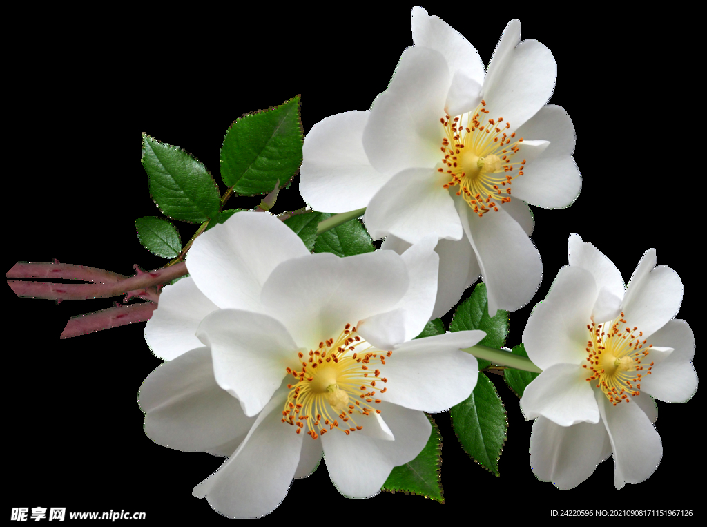 鲜花