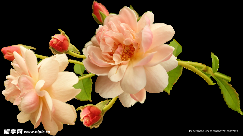 玫瑰花