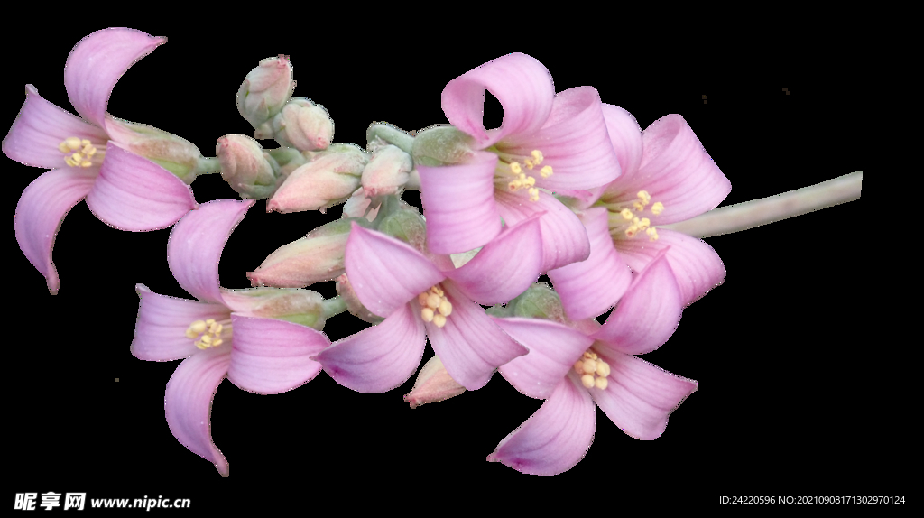 鲜花