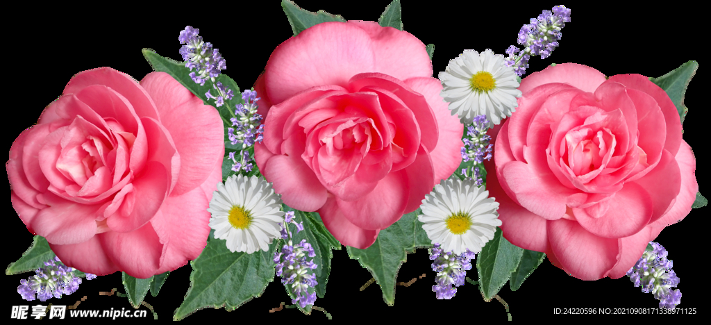 玫瑰花