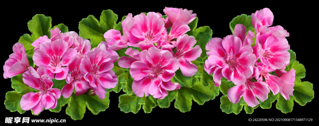 鲜花