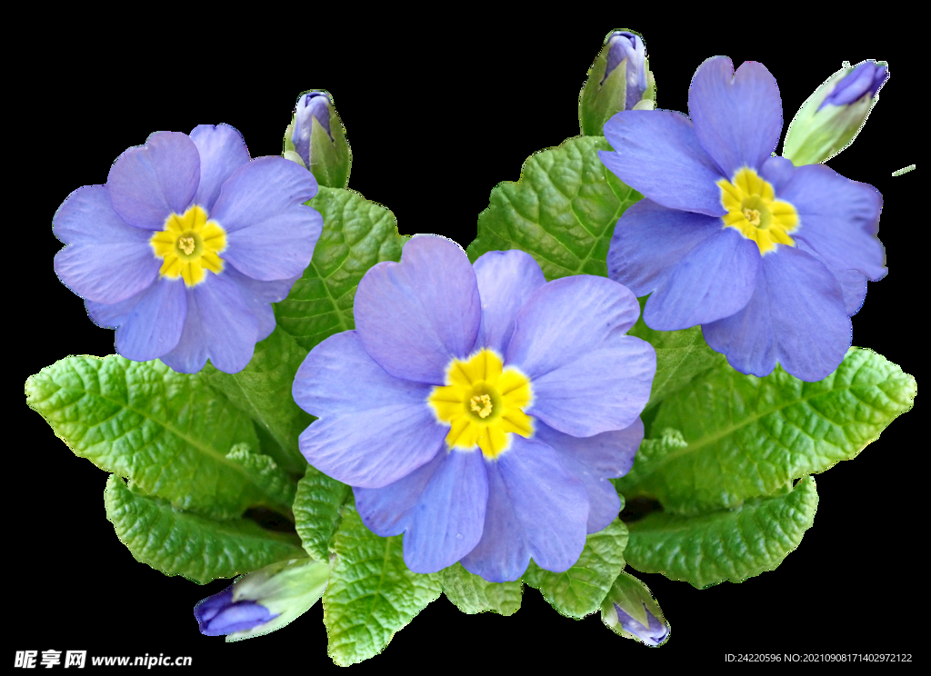 鲜花