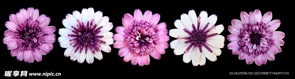 鲜花