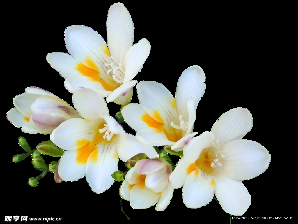 鲜花