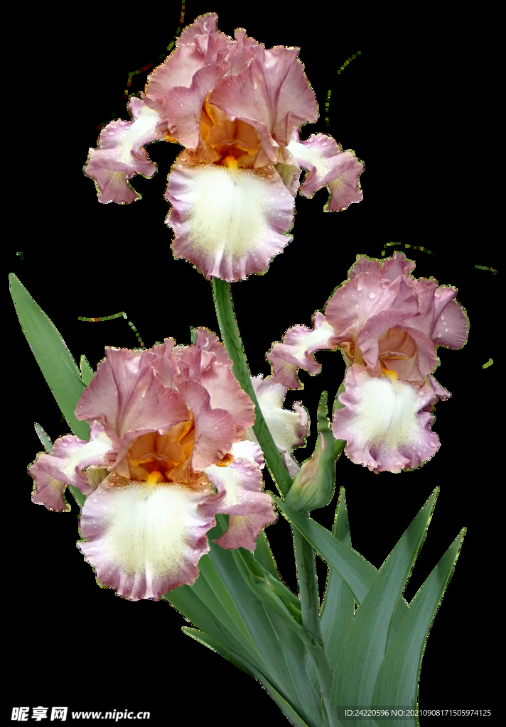 鲜花