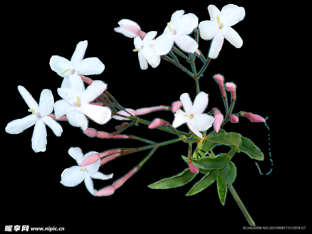 鲜花
