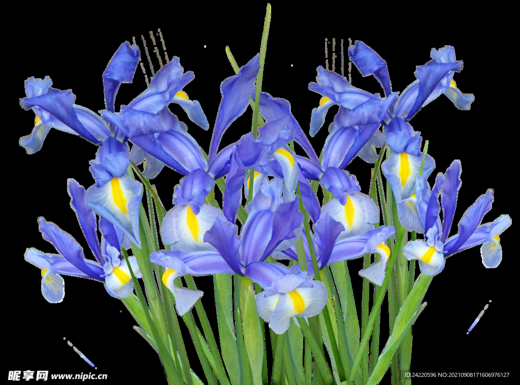 鲜花