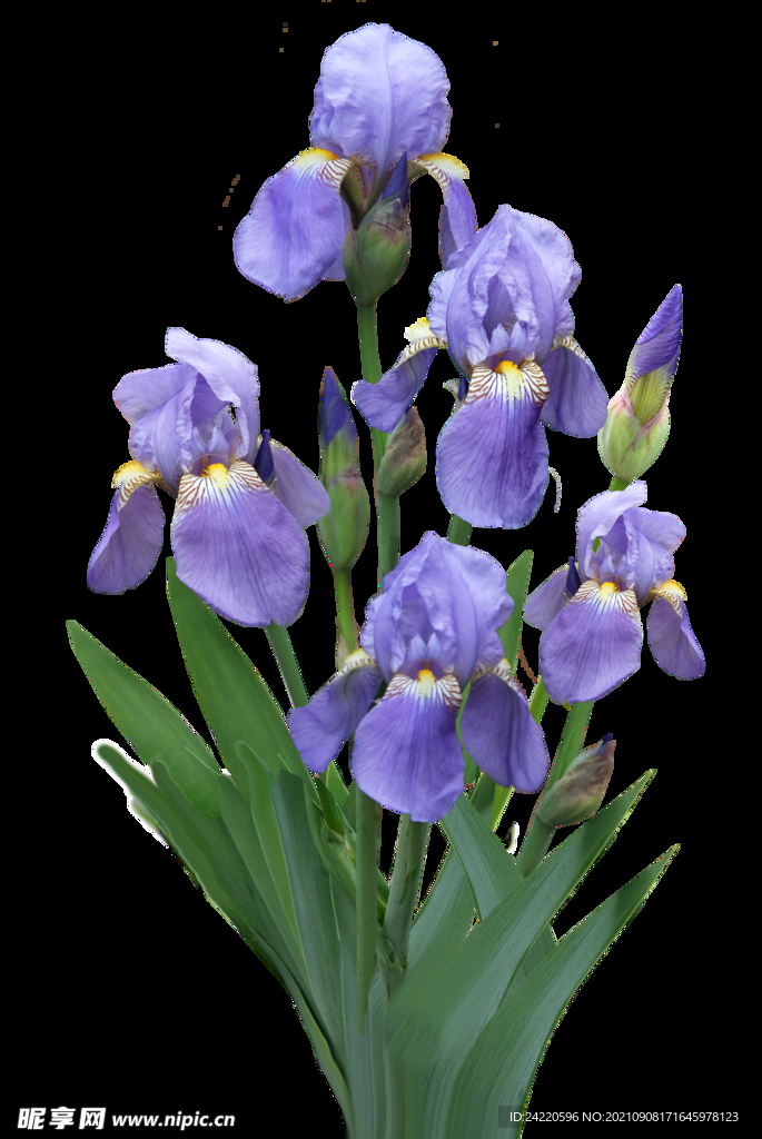 鲜花