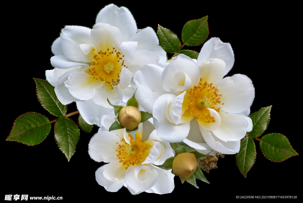 鲜花
