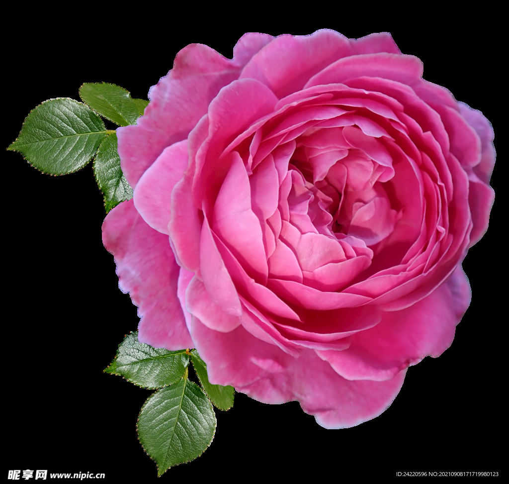 玫瑰花