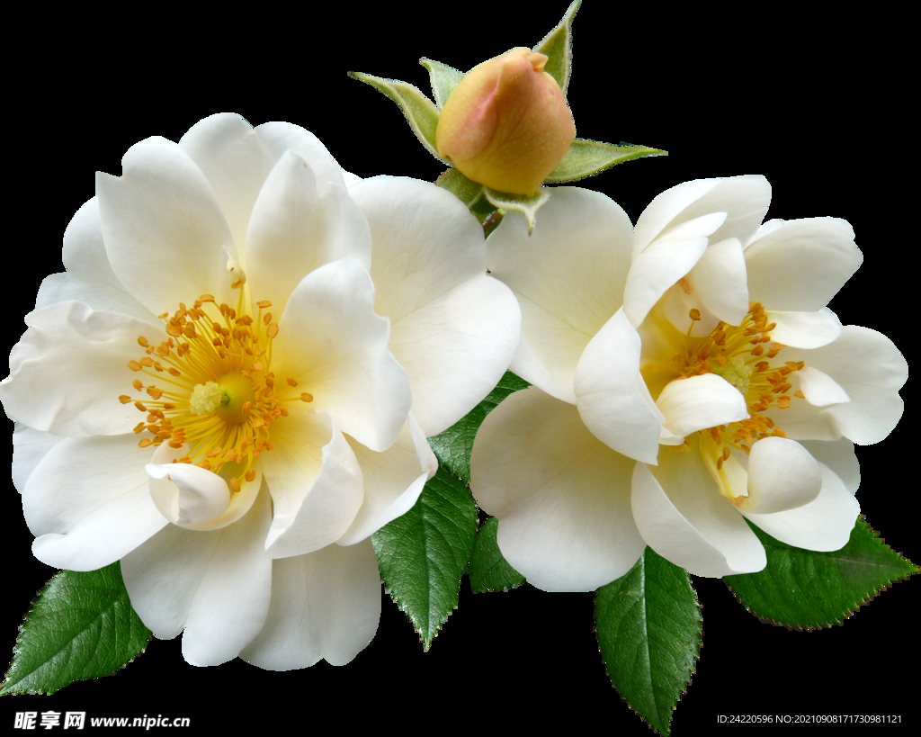 鲜花