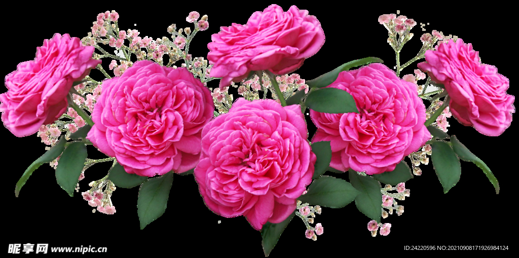 玫瑰花