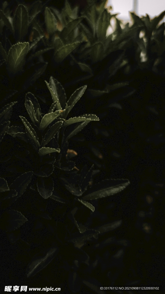 栀子花树背景