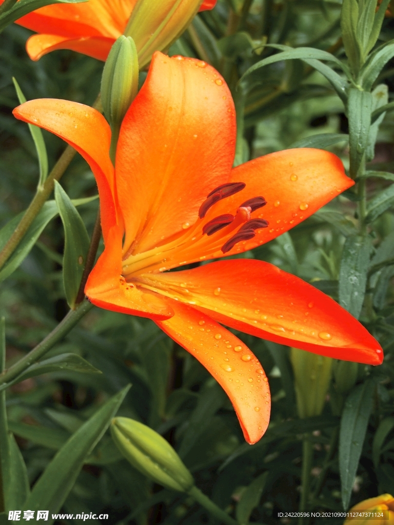 鲜花