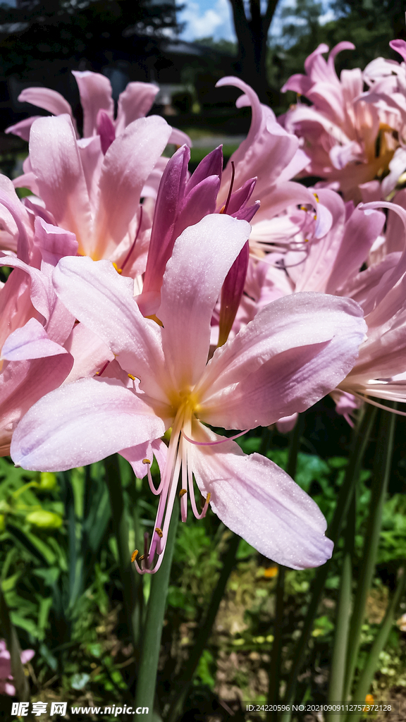 鲜花