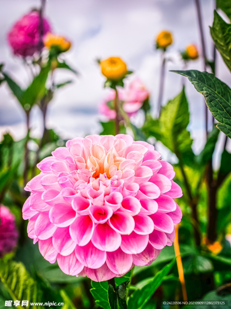 鲜花