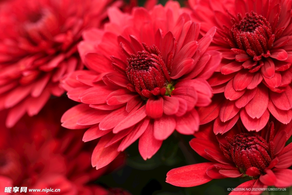 菊花