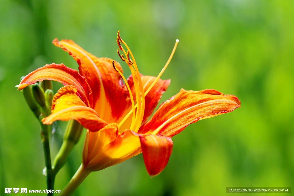鲜花