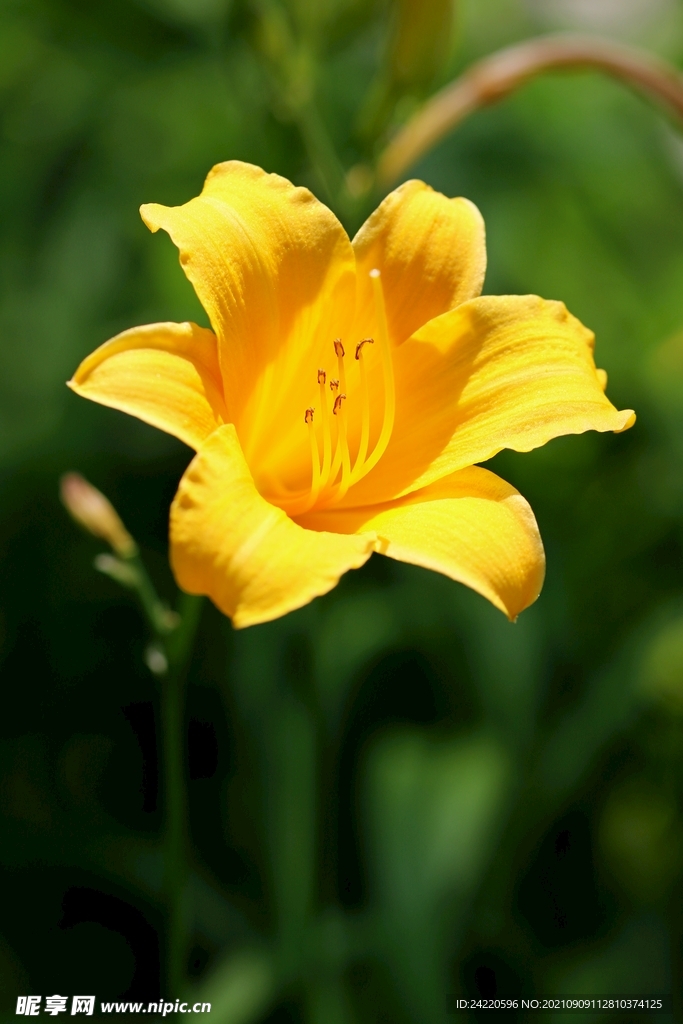 鲜花