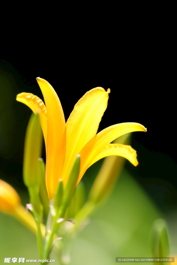 鲜花