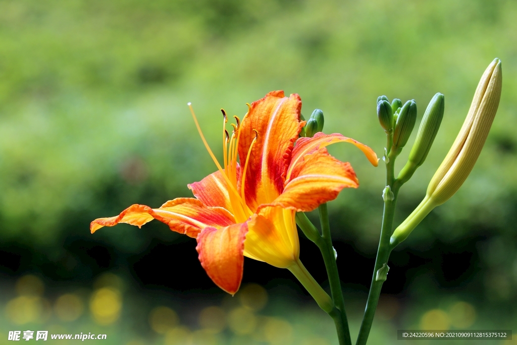 鲜花