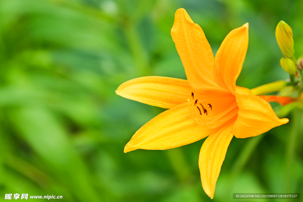 鲜花