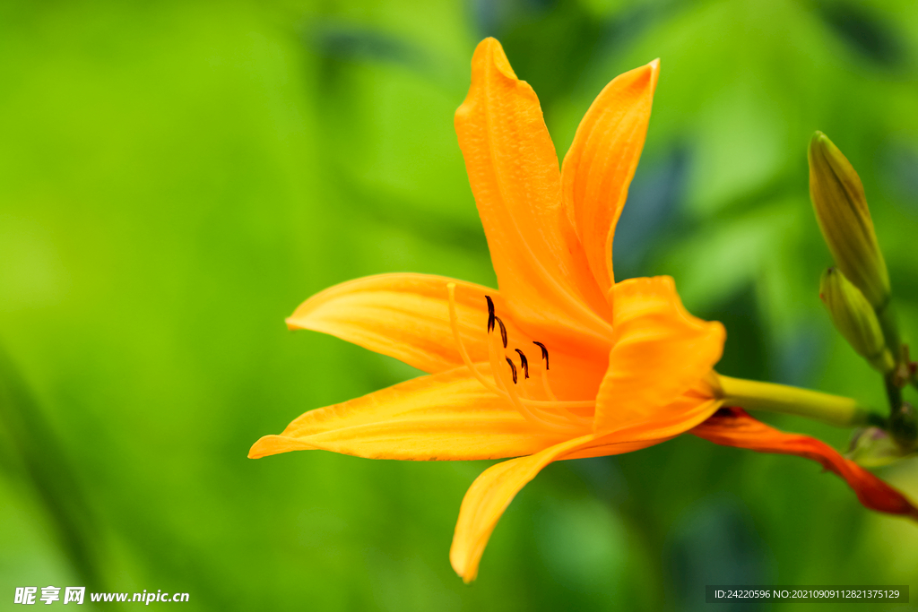 鲜花