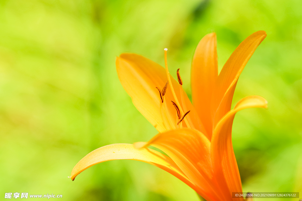 鲜花